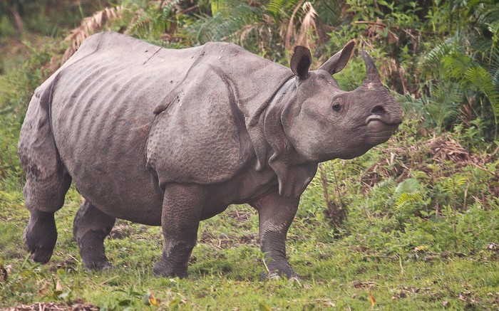 one horned whino kaziranga national park
