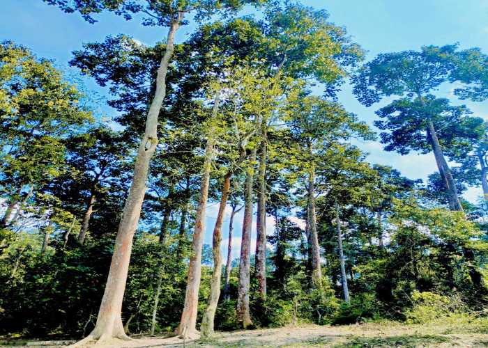 hollong tree 1