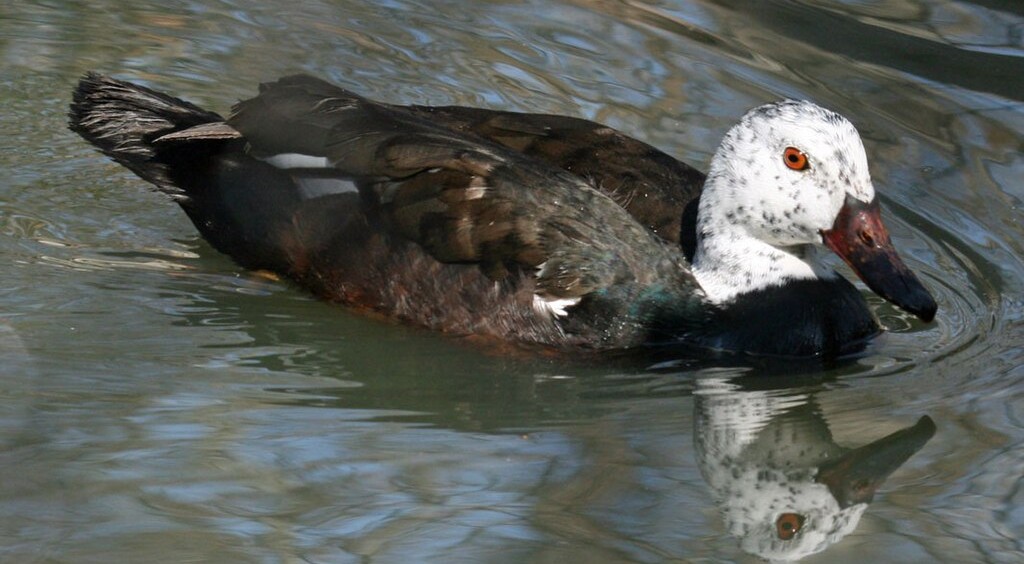 White-Winged Wood Duck
